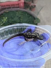 Cynops ensicauda popei (Tritone)