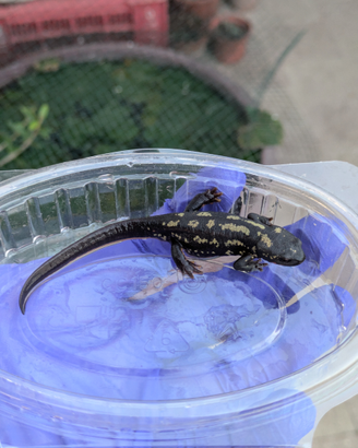 Cynops ensicauda popei (Tritone)