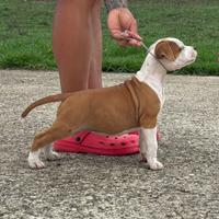 American Staffordshire Terrier