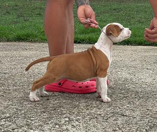 American Staffordshire Terrier