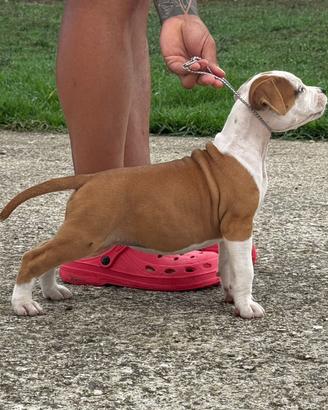 American Staffordshire Terrier