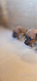 Cuccioli di pitbull