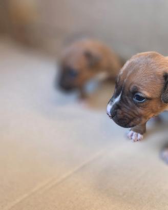 Cuccioli di pitbull