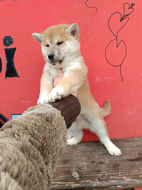 Shiba inu pedigree ENCI