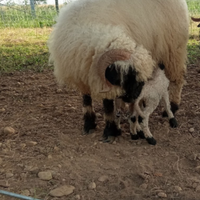 Pecore Naso nero del vallese