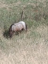 Pony Shetland appallows