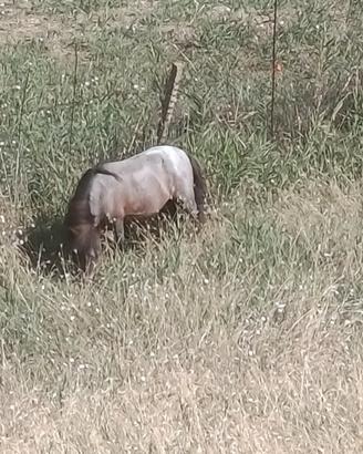 Pony Shetland appallows