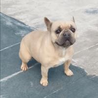 Bulldog francese