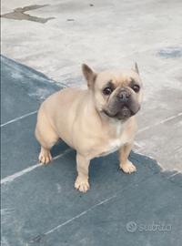 Bulldog francese