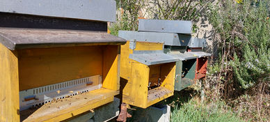 Famiglie e nuclei api