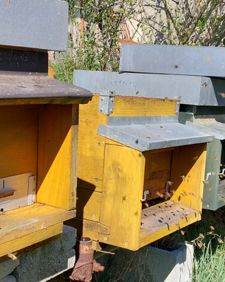 Famiglie e nuclei api