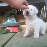 Cani coppia o singoli