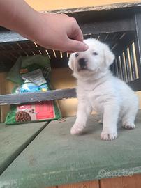 Cani coppia o singoli