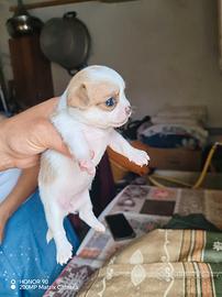 Chihuahua