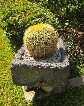 pianta