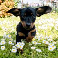 Cuccioli di bassotto nano a pelo raso