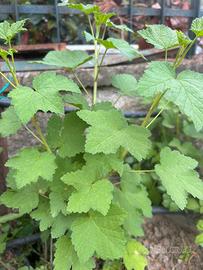 Piante di ribes e lamponi