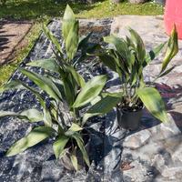 Pianta di piombo (Aspidistra Elatior)
