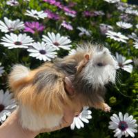 Cavia peruviana