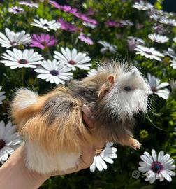Cavia peruviana