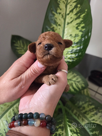 Cuccioli Barbincino Nano Red