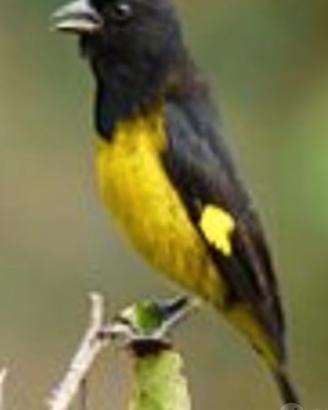 Xantogaster maschio