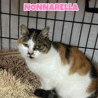 Nonnarella gatta tricolore di 13 anni