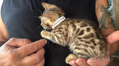 Bengal con difetto (Spirit) scontata