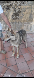 Cane lupo cecoslovacco maschio Adulto