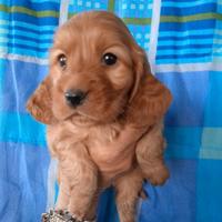 Cocker Spaniel cuccioli