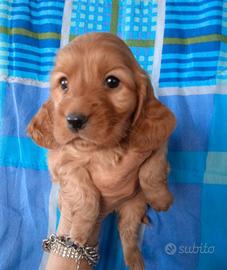 Cocker Spaniel cuccioli