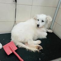 Cane da pastore Maremmano