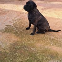 Cane corso di 3 anni e mezzo