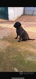 Cane corso di 3 anni e mezzo