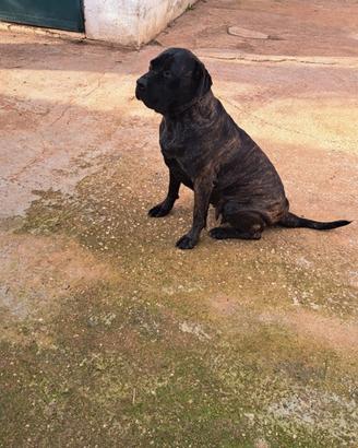 Cane corso di 3 anni e mezzo