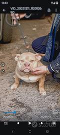 Cucciolo American bully
