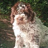 Lagotto romagnolo