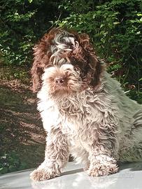 Lagotto romagnolo