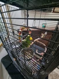 Amazzone fronte gialla