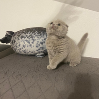 Gattino Scottish Fold