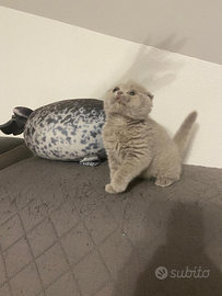 Gattino Scottish Fold