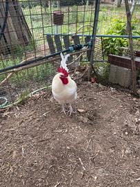 Gallo