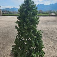 albero di natale