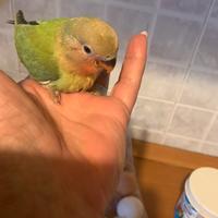 Inseparabile allevato a mano