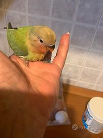 Inseparabile allevato a mano