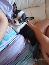 Chihuahua mini toy mosca