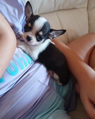 Chihuahua mini toy mosca