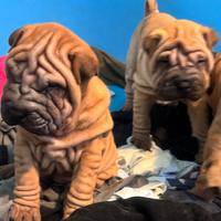 Shar pei
