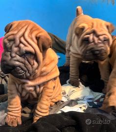 Shar pei