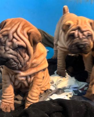 Shar pei